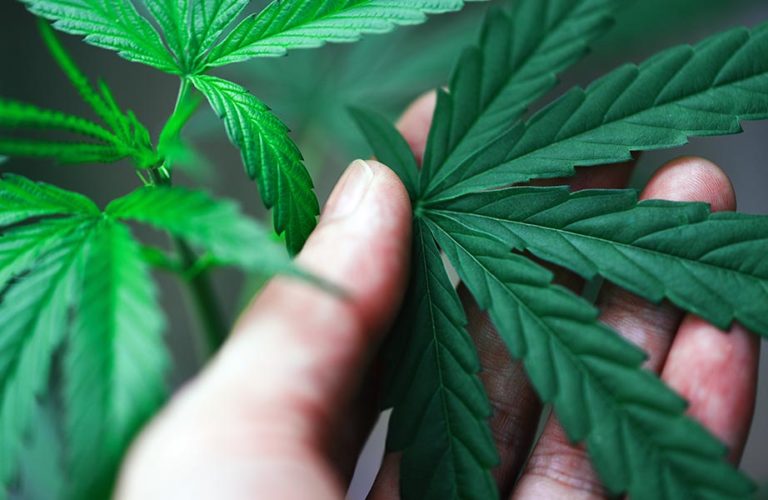 Autoflowering Was sind feminisierte Samen?
